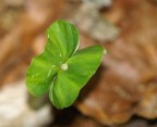 nel sottobosco  germoglio  di Olmo ?