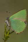 Callophrys rubi Callophrys rubi