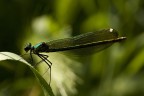 Agrion Virgo Agrion Virgo