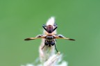 ginnastica artistica ginnastica artistica