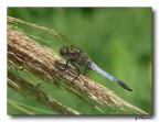 Libellula