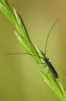 Coleottero Opsilia Coerulescens Coleottero Opsilia Coerulescens