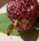 L'equilibrista L'equilibrista