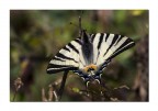 Iphiclides podalirius Iphiclides podalirius