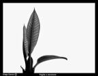 Foglie e venature 2 Foglie e venature 2