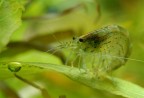 Gamberetto d'acqua dolce Gamberetto d'acqua dolce