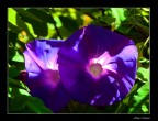 Pennellate di luce