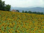 Campo di girasoli