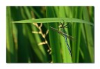 anax imperator anax imperator