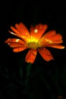 Orange Orange