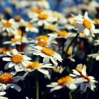 Margherite Margherite