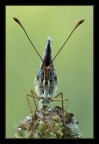 Ritratto Melitaea cinxia (Face to face) Ritratto Melitaea cinxia (Face to face)
