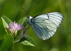 Pieride del biancospino Pieride del biancospino