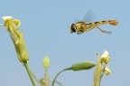 Volando Sui Fiori