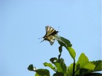 Farfalla Farfalla