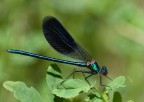 velluto nero