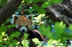 Panda Minore 2 Panda Minore 2