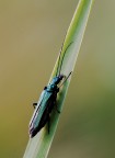 Salita di Oedemera Virescens Salita di Oedemera Virescens