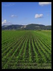 Massaciuccoli Massaciuccoli
