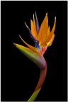 regina strelitzia