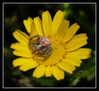 Spider on the Flower Spider on the Flower