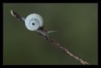 Snail