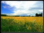 grano