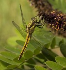 Orthetrum Cancellatum Orthetrum Cancellatum