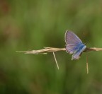 Farfalla blu Farfalla blu