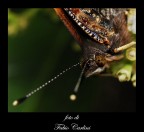 che bella..... la farfallina! che bella..... la farfallina!