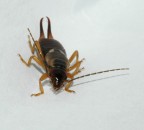 Fatti sotto... Fatti sotto...