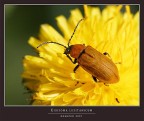 EXOSOMA LUSITANICUM EXOSOMA LUSITANICUM