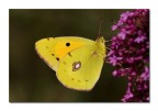 Colias crocea m. Colias crocea m.
