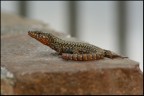 Lucertola "colorata" Lucertola "colorata"