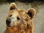 Bruno........l'orso Bruno........l'orso
