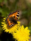farfalla Aglais urticae farfalla Aglais urticae