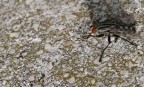 Mosca Speedy Mosca Speedy