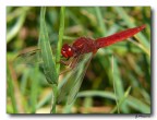 Red Dragonfly Red Dragonfly