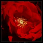 C U O R E D I R O S A C U O R E D I R O S A