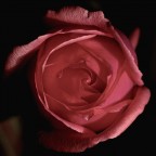 Rosa rosa