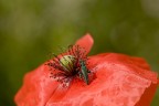 ..sul papavero ..sul papavero