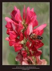 ANTYLLIS VULNERARIA.....PLUS ANTYLLIS VULNERARIA.....PLUS
