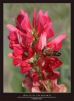 Antyllis vulneraria (spec. rubriflora) 
Ragazzi non ho saputo resistere al colore rosso di questa pianta, con la fortuna di arricchirla della presenza di un apetta che passava di l.