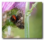 La guerra dei Mostri La guerra dei Mostri