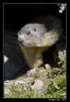 Marmotta Marmotta