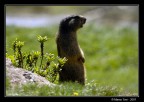 Marmotta 2 Marmotta 2