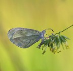 Semplice farfalla Semplice farfalla