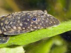 Ancistrus Ancistrus