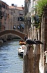 ancora venezia