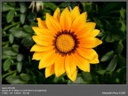 Gazania Gazania